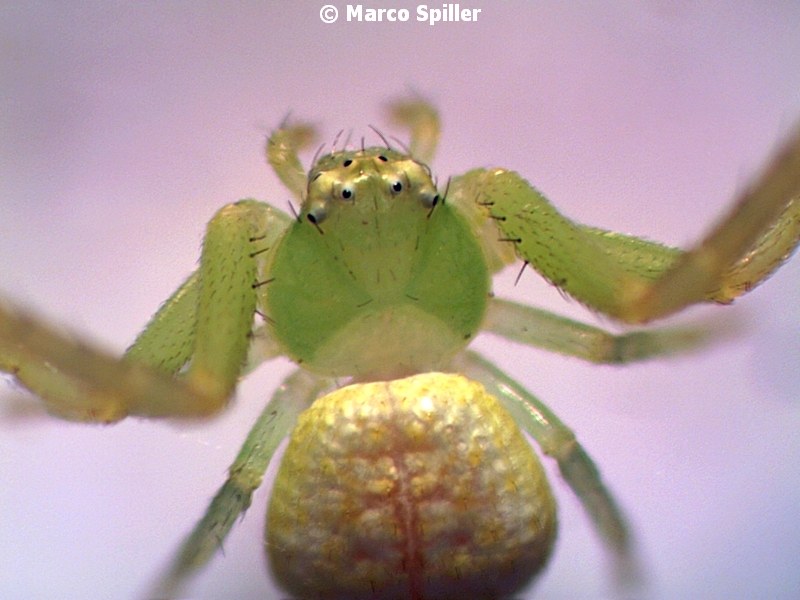Ebrechtella tricuspidata - Vicenza (VI)